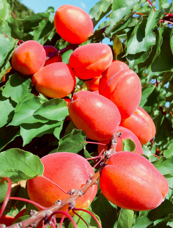 CARMINGO ® FARBELA COV