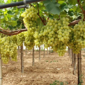 Uva da Tavola a bacca bianca