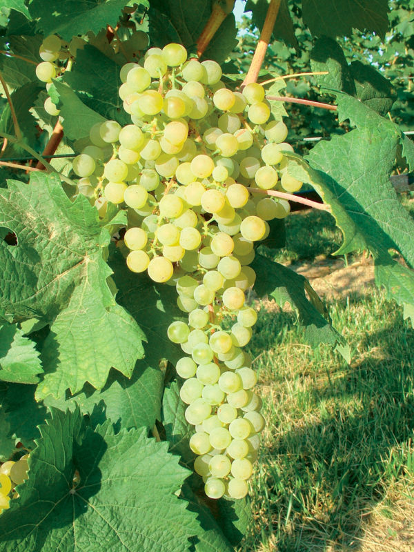 ALBANA