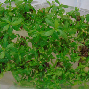 Portinnesti Ciliegio