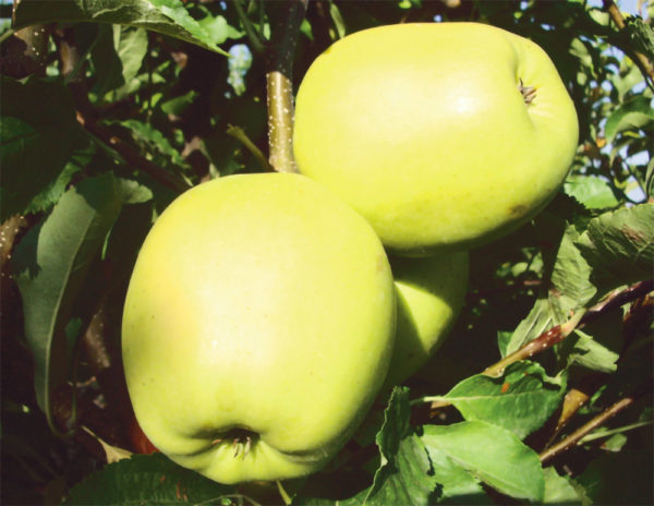 GOLDEN DELICIOUS  CLON. B