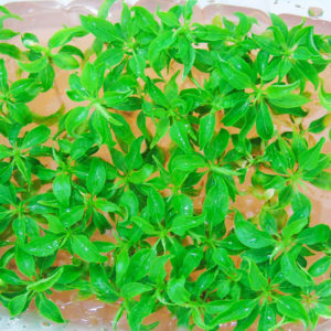 Portinnesti Susino & Albicocco