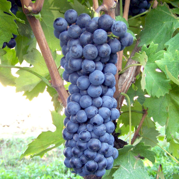 LAMBRUSCO VIADANESE