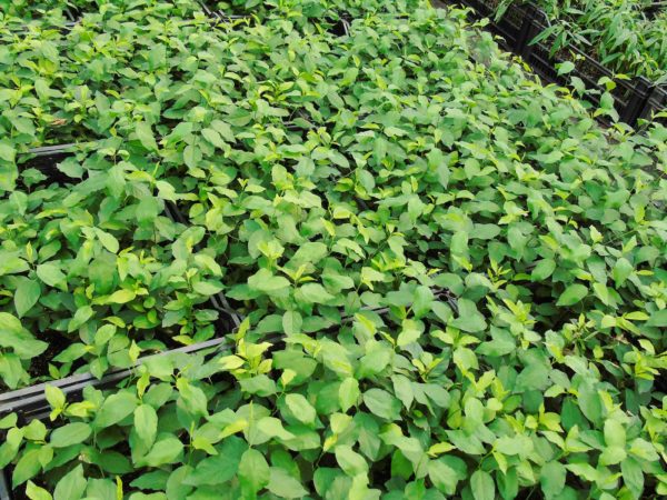 MIRABOLANO 29C