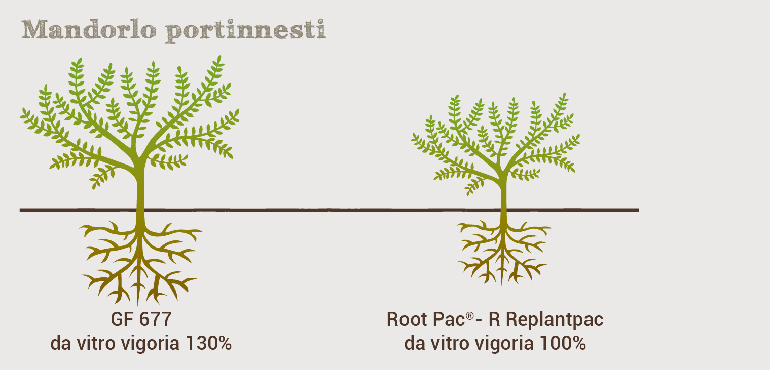 Portinnesti_Mandorlo dalmonte vivai tuono supernova ferragens vendita di piante da frutto