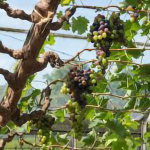 Uva da Tavola a bacca rossa