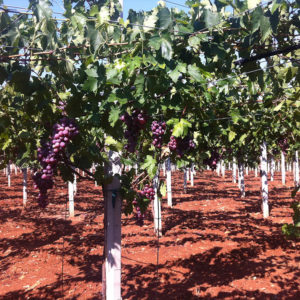 Vitigno a Bacca Rossa