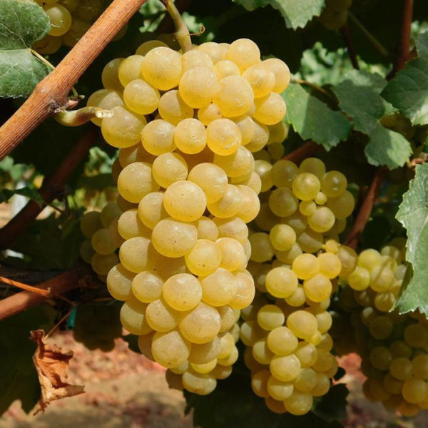 CHARDONNAY