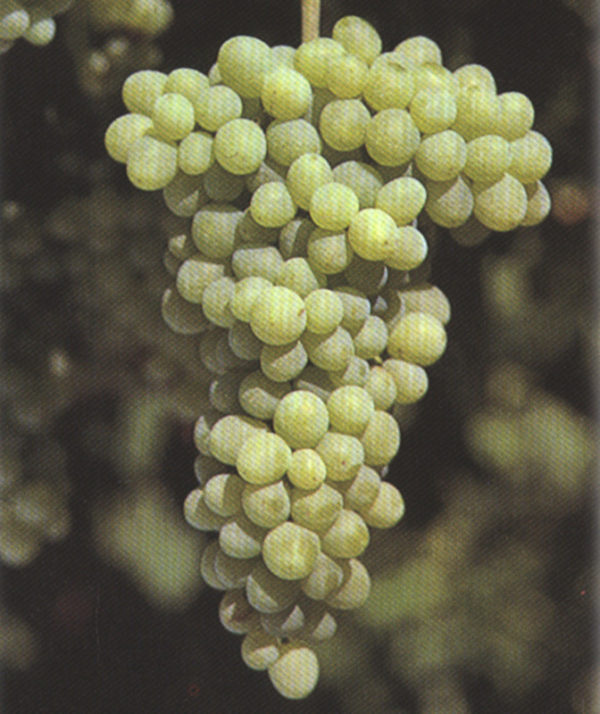 SANT'ANNA DI LIPSIA (LUGLIATICA)