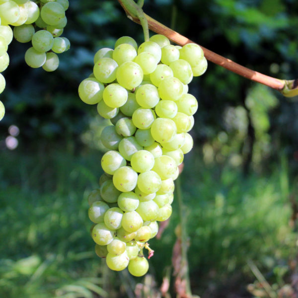 MALVASIA DI CANDIA AROMATICA