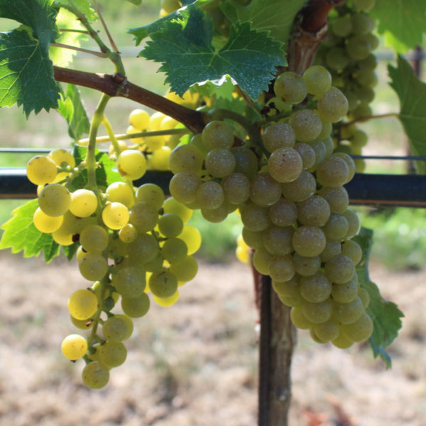 MOSCATO BIANCO