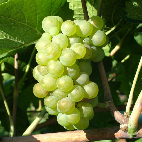 PINOT BIANCO