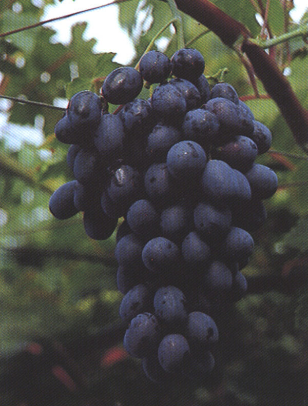 LATTUARIO NERO (PIZZUTELLO NERO)