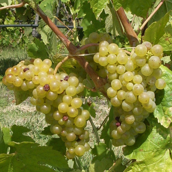 VERNACCINA