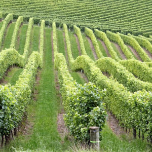 Vitigno a Bacca Bianca