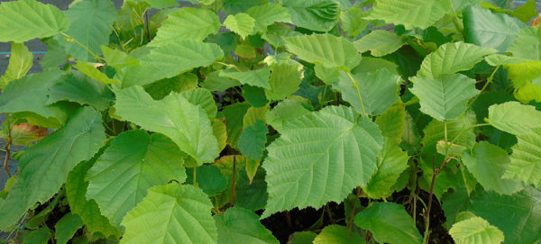 LAB TONDA GENTILE (SINONIMO DELLE LANGHE)