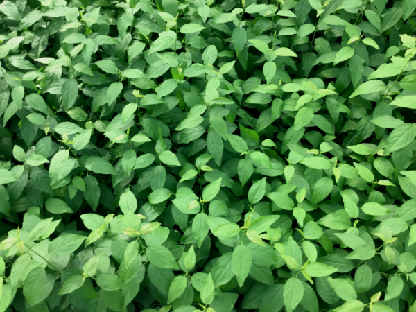 ISHTARA ® FERCIANA