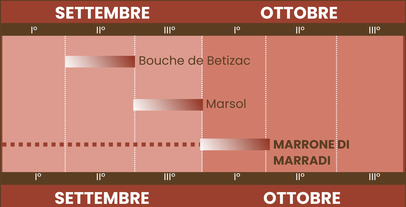 Epoca di maturazione